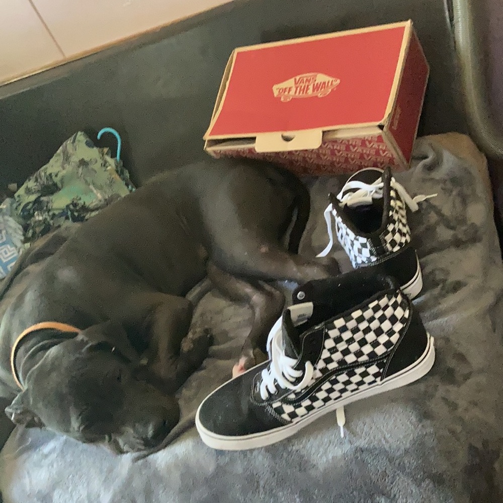 Vans size 14D dog not included